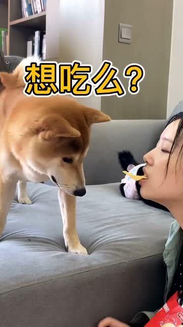 娱乐吃瓜汪星人是谁的小说,揭秘娱乐圈背后的萌宠传奇